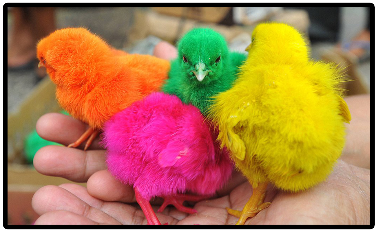 Желтые куры почему. Разноцветные цыплята. Крашеные цыплята. Цветные цыплята порода. Оранжевый цыпленок.